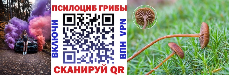 blacksprut tor  Севастополь  Псилоцибиновые грибы Cubensis 